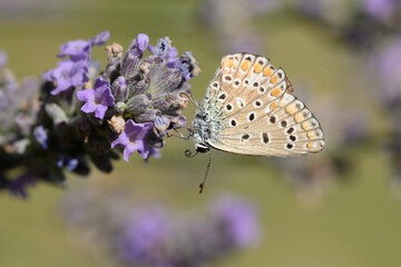 papillon azur commun