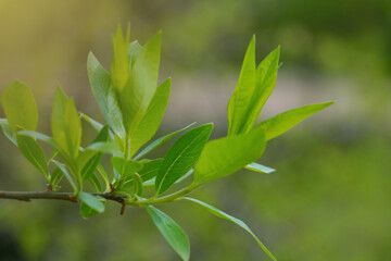 A young green branch of a bush in a park or garden.