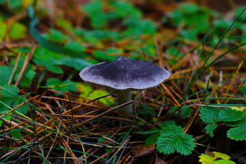 A view of the fungus in the forest in autumn. Not eating food.