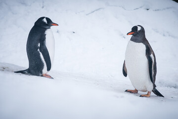 Two gentoo penguins on a snowy slope in Paradise Bay, Antarctica