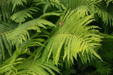 Fern Polypodiophyta with green leaves texture background, plants in a garden