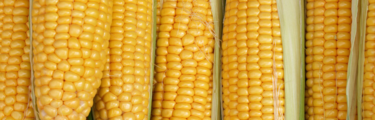 close-up of raw corn background