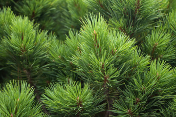 Fototapeta na wymiar Spruce branch. Beautiful branch of spruce with needles. Christmas tree in nature. Green spruce. Spruce close up.