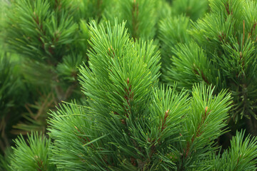 Spruce branch. Beautiful branch of spruce with needles. Christmas tree in nature. Green spruce. Spruce close up.