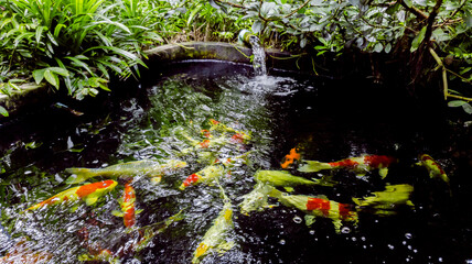 Colorful crap fish under water, Fancy crap fish pond for beauty and relaxation in green garden