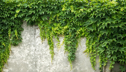 Background old wall and ivy leaves