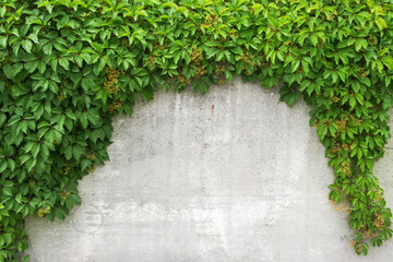 Background old wall and ivy leaves