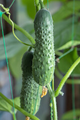 Young plant cucumber with yellow flowers. Juicy fresh cucumber close-up macro on a background of leaves
