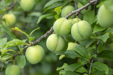 Green plums on tree. Plums ripen on the branches