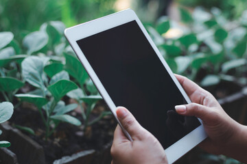 Business concept : Young woman holding phone with blank screen on white background, closeup of hand, advertising text selling marketing products, mock up, Space for text.