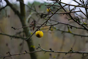 On a branch of a tree without leaves in autumn hangs an apple.