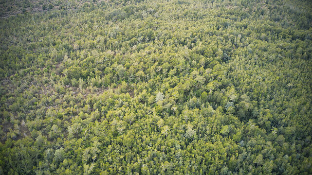 Bosque de un Parque Nacional, donde hay coihues, lengas, ulmos, ciruelillos y cipreses. Ubicado en la regi&oacute;n de los Lagos, chile, en el parque Vicente Perez Rosales.