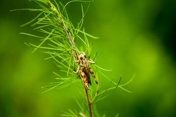 Cricket on a tree limb