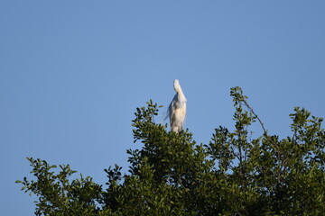 ptak na drzewie