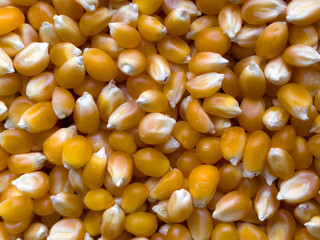 Yellow corn seed background. Close up of food grains.