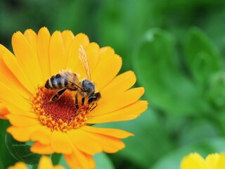Honigbiene sitzt auf einer großen gelben Blüte vor grünem unscharfem Hintergrund