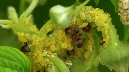 Colony of aphids farmed by ants.Massive infestation of raspberry plant. Mutualistic relationship between species. Macro.