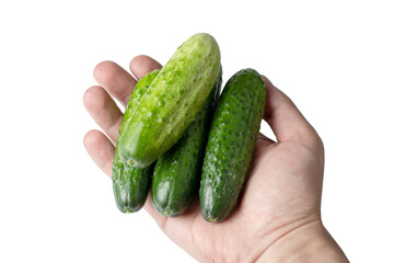 Fresh green cucumbers in hand, isolated on the white