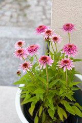 Pink Echinacea purpurea Butterfly Kisses in a pot on the terrace - beautiful bee friendly perrenial Coneflowers