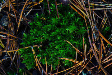 View from above on the green young moss in the forest.