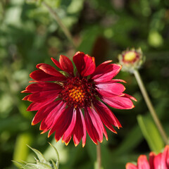 Gaillardia grandiflora 'Burgundy' ou fleur de gaillarde à pétales rouge bourgogne, disque central pourpre et jaunâtre sur tige rugueuse