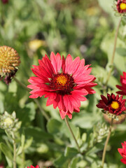 Gaillarde rouge foncé (Gaillardia grandiflora) - Fleurs en capitules rouges foncé, extrêmité jaune, centre pourpre et jaune, feuillage lancéolé, et denté sur tige rugueuse