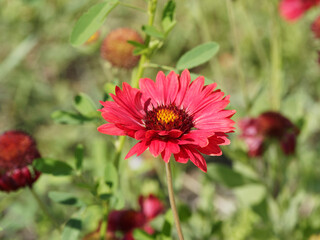Obraz premium Gaillardia grandiflora 'Burgundy' ou fleur de gaillarde à pétales rouge bourgogne, disque central pourpre et jaunâtre sur tige rugueuse