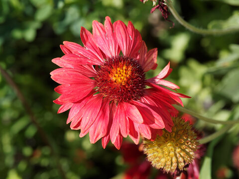 Gaillardia grandiflora &lsquo;Burgundy' | Gaillarde &agrave; fleurons et p&eacute;tales rouge bourgogne 