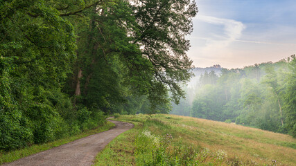Mist in the woods on a summer morning in the Black Forest