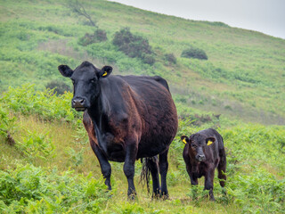 Black red cow with calf on Dartmoor. Welsh black breed.