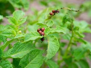 Close-up of the larvae of the Colorado potato beetle on potato leaves. Pests , insects