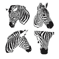 Fototapeta na wymiar Graphical set of zebras head isolated on white background,vector hand-drawn illustration for tattoo and printing