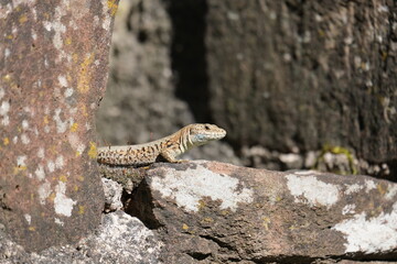 Eidechse auf Mauer