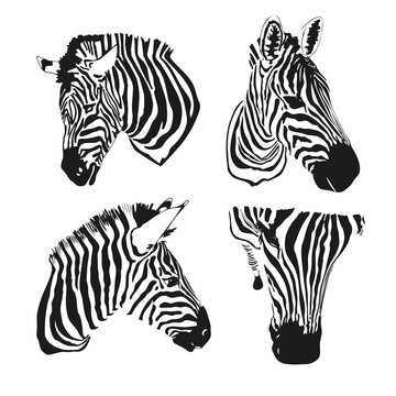 Graphical set of zebras head isolated on white background,vector hand-drawn illustration for tattoo and printing