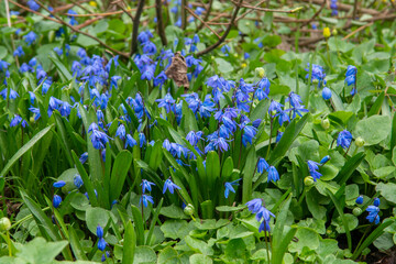 Beautiful blue snowdrops.