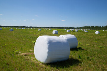 Obraz premium Harvesting hay for cattle.Rollers with hay on the field.