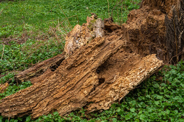 Fototapeta premium Old rotten wood