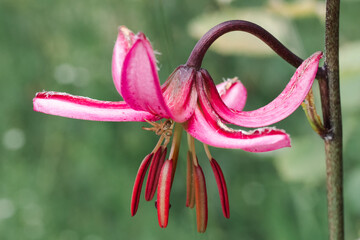 Türkenbundlilie, Lilium martagon © Elke