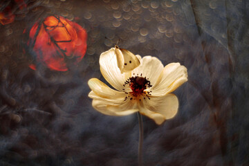 Fiore bianco © Iwona