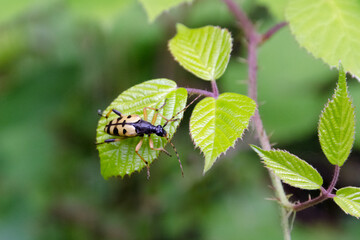 Gefleckter Schmalbock (Rutpela maculata)