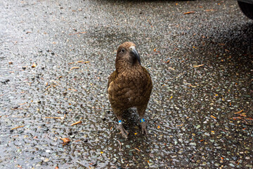 Nosy Kea parrot walking on Milford Sound highway, New Zealand