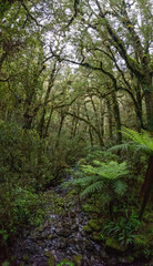 Fototapeta na wymiar Beautiful rainforest at Milford Sound, New Zealand