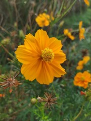 yellow flowers in the garden