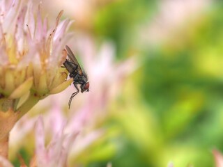 Fliege an Blüte