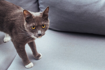 Gray beautiful cat with yellow eyes on the sofa in the apartment
