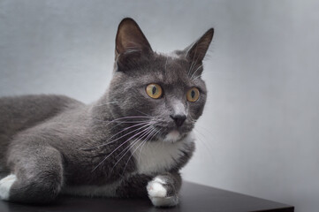 Portrait of a gray cat on a gray background close-up