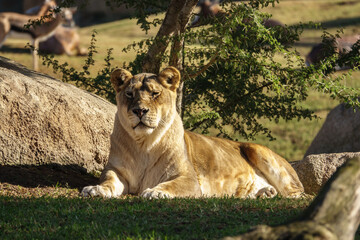 female African lion, Panthera leo bleyenberghi, feline