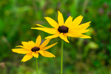 yellow summer flowers on a green background. Beautiful flowers.