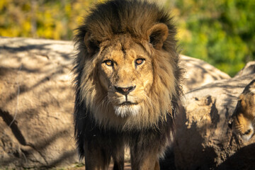 African lion, Panthera leo bleyenberghi, front portrait imposing feline