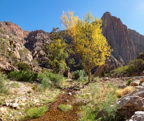 Autumn colored tree next to mountain stream in Swartberg Western Cape